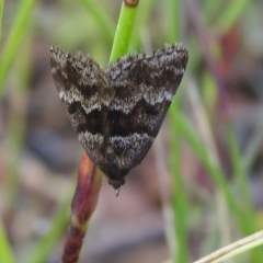 Dichromodes ainaria (A geometer or looper moth) at Carwoola, NSW - 1 Dec 2021 by Liam.m