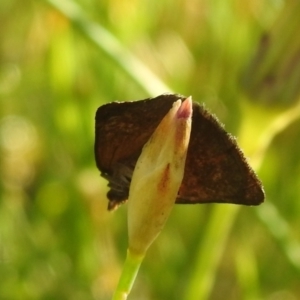 Dichromodes ainaria at QPRC LGA - 1 Dec 2021