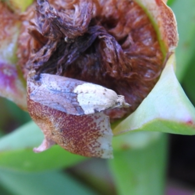 Epiphyas postvittana (Light Brown Apple Moth) at Carwoola, NSW - 1 Dec 2021 by Liam.m