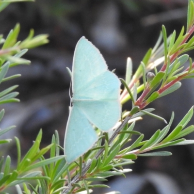 Chlorocoma (genus) (Emerald moth) at Carwoola, NSW - 1 Dec 2021 by Liam.m
