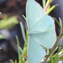 Chlorocoma (genus) at Carwoola, NSW - suppressed