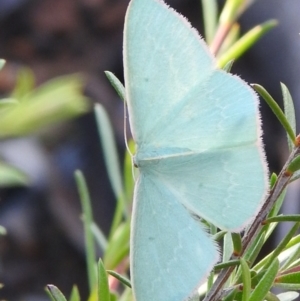 Chlorocoma (genus) at Carwoola, NSW - 1 Dec 2021