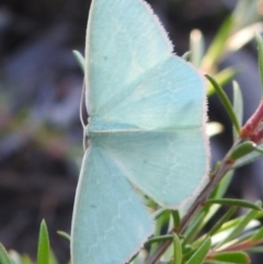 Chlorocoma (genus) at Carwoola, NSW - 1 Dec 2021