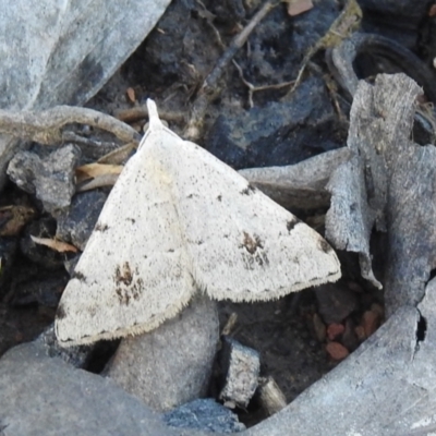 Dichromodes estigmaria (Pale Grey Heath Moth) at QPRC LGA - 1 Dec 2021 by Liam.m