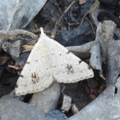 Dichromodes estigmaria (Pale Grey Heath Moth) at Carwoola, NSW - 1 Dec 2021 by Liam.m