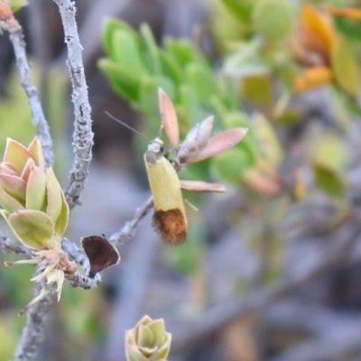 Merocroca automima (Chezala group) at Carwoola, NSW - 1 Dec 2021 by Liam.m