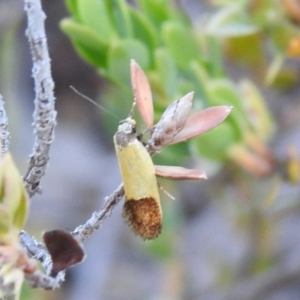 Merocroca automima at Carwoola, NSW - 1 Dec 2021