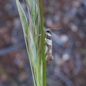Macrobathra desmotoma at Carwoola, NSW - 1 Dec 2021