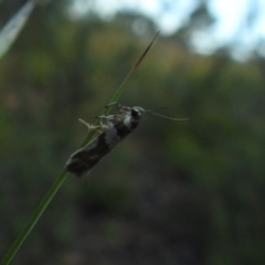 Macrobathra desmotoma at Carwoola, NSW - suppressed