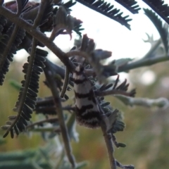 Philobota impletella Group (A concealer moth) at QPRC LGA - 1 Dec 2021 by Liam.m