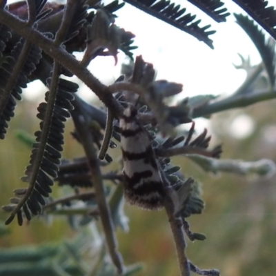 Philobota impletella Group (A concealer moth) at QPRC LGA - 1 Dec 2021 by Liam.m