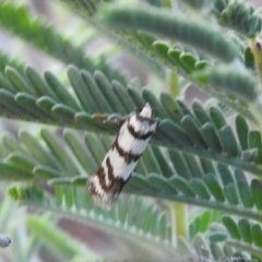 Philobota impletella Group at Carwoola, NSW - 1 Dec 2021