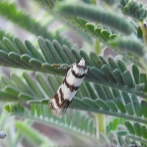 Philobota impletella Group at Carwoola, NSW - 1 Dec 2021