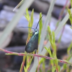 Pollanisus viridipulverulenta (Satin-green Forester) at QPRC LGA - 1 Dec 2021 by Liam.m