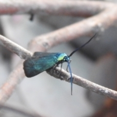 Pollanisus viridipulverulenta at Carwoola, NSW - suppressed