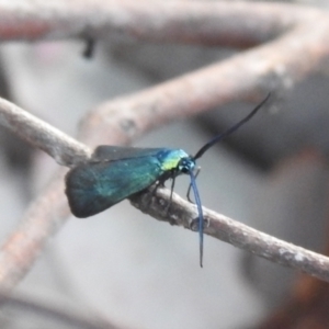 Pollanisus viridipulverulenta at Carwoola, NSW - suppressed