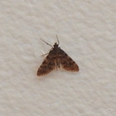 Metasia liophaea (A Crambid moth) at Carwoola, NSW - 2 Dec 2021 by Liam.m