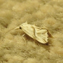Heliocosma argyroleuca (A tortrix or leafroller moth) at QPRC LGA - 2 Dec 2021 by Liam.m