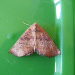 Mnesampela privata (Autumn Gum Moth) at Carwoola, NSW - 4 Dec 2021 by Liam.m