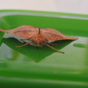 Mnesampela privata at Carwoola, NSW - 4 Dec 2021