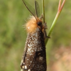 Epicoma (genus) (Unidentified Prominent moth) at QPRC LGA - 3 Dec 2021 by Liam.m