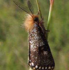 Epicoma (genus) at Carwoola, NSW - 4 Dec 2021