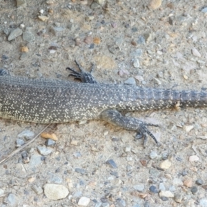 Egernia cunninghami at Frogmore, NSW - 4 Dec 2021