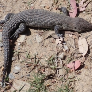 Egernia cunninghami at Frogmore, NSW - 4 Dec 2021