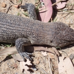 Egernia cunninghami at Frogmore, NSW - 4 Dec 2021