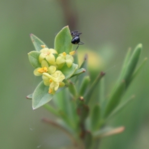 Pimelea pauciflora at Cotter River, ACT - 4 Dec 2021 05:14 PM