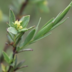 Pimelea pauciflora at Cotter River, ACT - 4 Dec 2021 05:14 PM