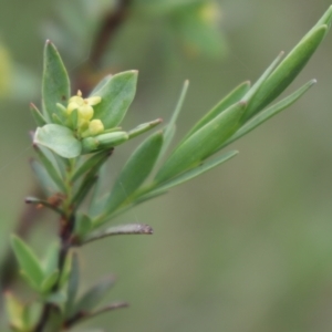 Pimelea pauciflora at Cotter River, ACT - 4 Dec 2021 05:14 PM