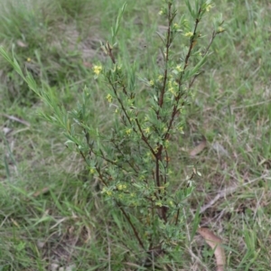 Pimelea pauciflora at Cotter River, ACT - 4 Dec 2021 05:14 PM