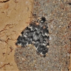 Halone coryphoea (Eastern Halone moth) at Wanniassa, ACT - 4 Dec 2021 by JohnBundock