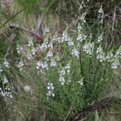 Euphrasia collina subsp. paludosa at Namadgi National Park - 4 Dec 2021 by Sarah2019