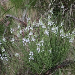 Euphrasia collina subsp. paludosa at Cotter River, ACT - 4 Dec 2021 by Sarah2019