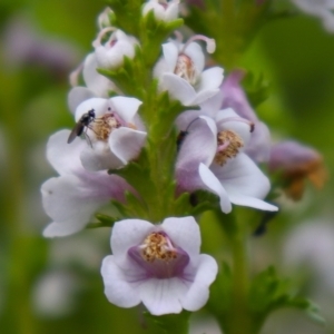 Euphrasia collina subsp. paludosa at Cotter River, ACT - 4 Dec 2021 05:07 PM