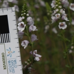 Euphrasia collina subsp. paludosa at Cotter River, ACT - 4 Dec 2021