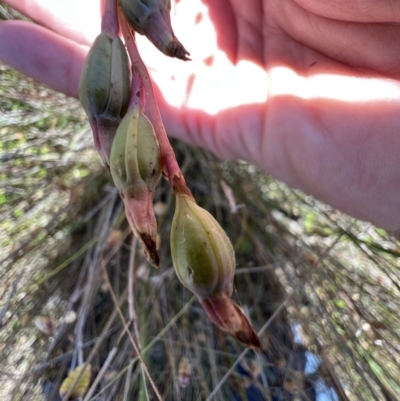 Thelymitra (Genus) (Sun Orchid) at Murrumbateman, NSW - 4 Dec 2021 by SimoneC
