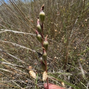 Thelymitra sp. at Murrumbateman, NSW - suppressed