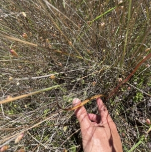 Thelymitra sp. at Murrumbateman, NSW - suppressed