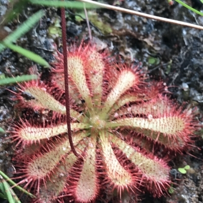 Drosera spatulata (Common Sundew) at Wingecarribee Local Government Area - 14 Nov 2021 by Tapirlord