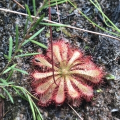 Drosera spatulata at Bundanoon, NSW - 14 Nov 2021 03:38 PM