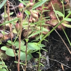 Drosera spatulata at Bundanoon, NSW - 14 Nov 2021 03:38 PM