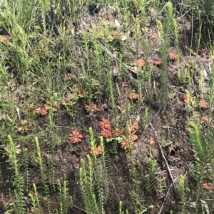 Drosera spatulata at Bundanoon, NSW - 14 Nov 2021 03:38 PM