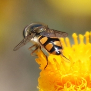 Melangyna viridiceps at Fadden, ACT - 4 Dec 2021