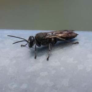 Pison sp. (genus) at Fadden, ACT - 4 Dec 2021