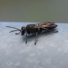 Pison sp. (genus) (Black mud-dauber wasp) at Fadden, ACT - 4 Dec 2021 by RodDeb