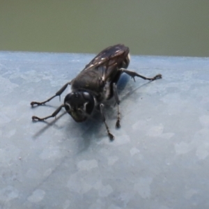 Pison sp. (genus) at Fadden, ACT - 4 Dec 2021