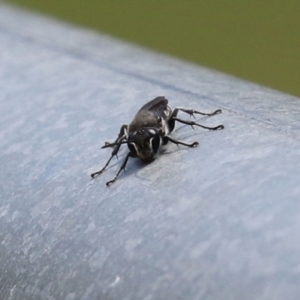 Pison sp. (genus) at Fadden, ACT - 4 Dec 2021